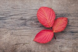 Red autumn leaves on wooden background. Fall season concept. Top view, flat lay, copy space