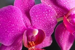Close up view of beautiful orchid flowers in bright magenta color. Phalaenopsis orchid cultivation at home.Blooming Phalaenopsis flower with water drops on petals