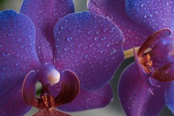 Close up view of beautiful orchid flowers in bright purple color.Phalaenopsis orchid macro photography.Blooming Phalaenopsis flower with water drops on petals