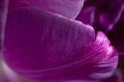 Macro photo of one purple delicate tulip flower petal. Botanical background