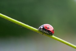Little red with black dots ladybug lady bird insect on green thin stem, climbing up. Concept of calmness, harmony and opportunities
