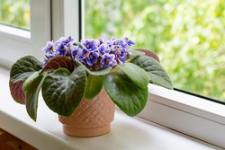 African violet flower saintpaulia in bloom as decoration for windowsill and home.