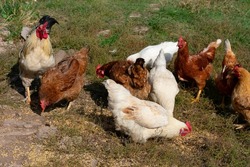 Lot of different domestic chicken walking on farmyard. Feeding freely grazing poultry.Countryside ranch.