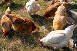 Lot of domestic birds chickens are grazing on countryside farmyard. Hens are pecking grains in grass.