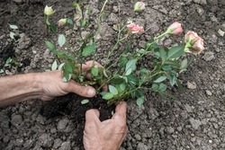 Planting pink roses in the ground. Farmer's hands are holding rose bush. Cultivating decorative flowers.