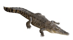 Saltwater crocodile isolated on white background with clipping path