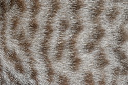 focus of cat hairs , cat fur texture
