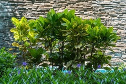 A shrub with colorful leaves grows against a decorative wall. Variegated codiaum (Codiaēum variegātum) is a perennial evergreen shrub; species of the genus Codium of the Euphorbiaceae family.