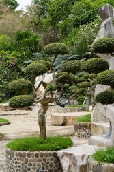 Bonsai. A small beautifully trimmed tree grows in the city garden. There are large decorative stones around.