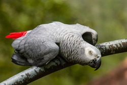African grey parrot(Psittacus erithacus) closeup  
The grey parrot is a medium-sized, predominantly grey, black-billed parrot. 
It has darker grey over the head and both wings,