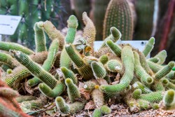Cleistocactus winteri is a succulent of the family Cactaceae. Its common name is the golden rat tail. 
It has many short bristly golden spines that literally cover the surface of the stems. 