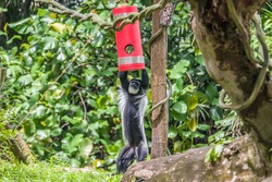 A mantled guereza (Colobus guereza) is try to get food from a red container. 
This is kind of enrichment activity in zoo. 