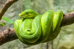 The green tree python (Morelia viridis) is a species of snake in the family Pythonidae. 
it is a bright green snake,  living generally in trees.