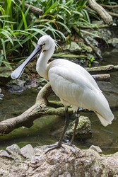 The Eurasian spoonbill (Platalea leucorodia) is a wading bird of the ibis and spoonbill family Threskiornithidae. 
The breeding bird is all white except for its dark legs, black bill.