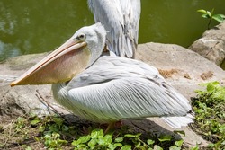 The spot-billed pelican (Pelecanus philippensis) is a member of the pelican family. It breeds in southern Asia from southern Pakistan across India east to Indonesia.