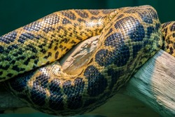 the closeup image of Yellow anaconda (Eunectes notaeus) body. 
is a boa species endemic to southern South America. It is one of the largest snakes in the world.