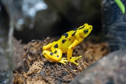 The Panamanian golden frog (Atelopus zeteki) is a species of toad endemic to Panama.
inhabit the streams along the mountainous slopes of the Cordilleran cloud forests of west-central Panama.