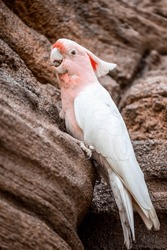 Major Mitchell's cockatoo (Lophochroa leadbeateri) is a medium-sized cockatoo that inhabits arid and semi-arid inland areas of Australia.
With its soft-textured white and salmon-pink plumage.