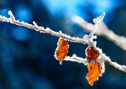 Frozen leaf with beautiful bokeh, blue background