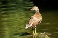 water hen , a small bird stands in the stream