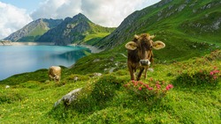 happy brown cow on the alpine pasture between alpine roses and other blooming flowers. beef on the flowered meadows from three stage alpine farming at the lake of Brand. wonderful place in Vorarlberg