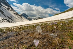 Clear water gushes from the ground in an alpine meadow dotted with crocuses. A fresh spring in the Alps. Spring in Bregenzerwald, Austria