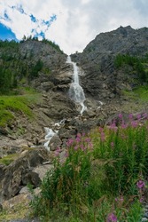 pink willow herb next to the big waterfall in Adelboden. steep rock face with spruces and few patches of grass. This lilac-colored alpine flower grows on stony soil, water