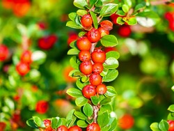 Red fruits of creeping cotoneaster. Cotoneaster adpressus, commonly known as creeping cotoneaster, is a species of flowering plant in the genus Cotoneaster of the family Rosaceae.