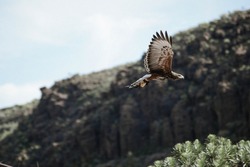 Beautiful big bold brown predator eagle bird flying fast through the green mountains on sunny hot say in exotic garden 