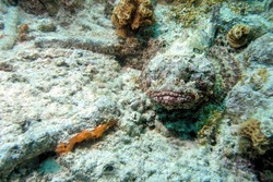 A camouflaged Scorpion Fish laying in the coral Scorpaena porcus.