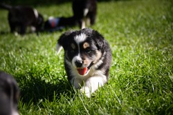 six week old border collie puppy. Tricolor teddybear with big smile.