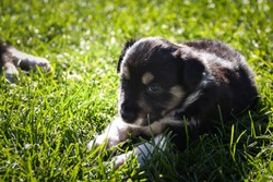 six week old border collie puppy. Tricolor teddybear. He look so ambitious. He is so cute and strong