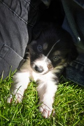 six week old border collie puppy. Tricolor teddybear. He look so ambitious. He is so cute and strong