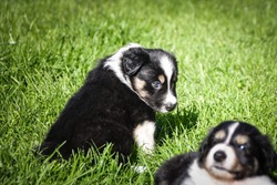 six week old border collie puppy. Tricolor teddybear with big smile.