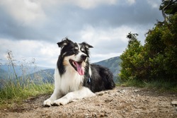 border collie is lying  on the road in czech mountain Krkonose. He is so funny