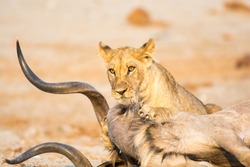 Female lion with a Kudu kill in the morning light in Savuti, Chobe, Botswana, Africa.