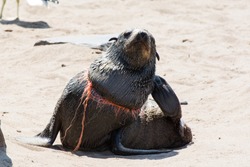 A seal with a noose around his neck, victim of human sea pollution, Cape Cross, Skeleton Coast, Namibia, Africa.