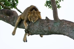 Famous male tree climbing lion king relaxing and sleeping at Ishasha Secotor, Uganda, Africa. 