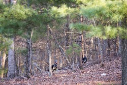 Two large male wild turkeys walking in the woods away from the camera. They are native to North America.