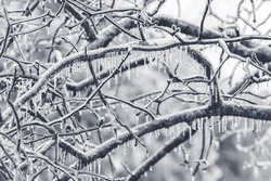 Ice covered tree limbs from an ice storm in February 2021 in Virginia. Icicles are forming from freezing rain.