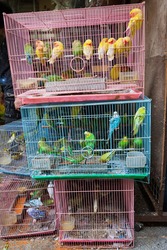 Birds for sale in bird market