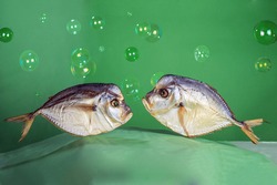 Two dried selene vomer fish on a green background with bubbles