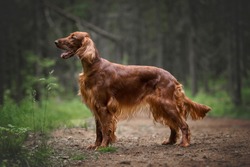 Hunting dog. Irish setter in summer forest