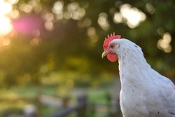A white pullet chicken during the golden hour with plenty of bokeh filled negative space for text, logos, etc.