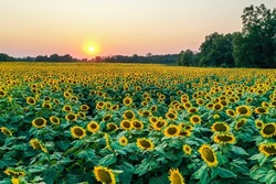 Aerial view of sunset at Grinter Farms, a sunflower field in Kansas.