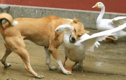 A dog and two white swans engage in a lively skirmish over food, their contrasting species creating a captivating scene of rivalry and determination in their quest for sustenance.