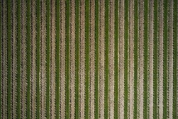 Grape plantation in Italy top view. Rows of vineyards aerial. Smooth vineyard lines. Italian Vineyards top view. Vertical aerial view of a vineyard plantation. Fruit rows aerial view.