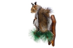 Stuffed Taxidermy Squirrel on branch mount of decorative wall panel on white background. Rodent mounted on wall with pine cone