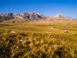 Stunning landscape with grazing cows in the meadows of Campo Imperatore valley, Gran Sasso National Park, Abruzzo region, Italy
