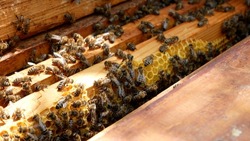 Bees in a hive crawl on wooden frames with honey. Honeycombs are visible. Organic honey production